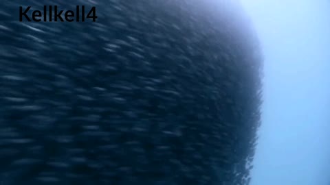 Shoaling and schooling behavior of fish