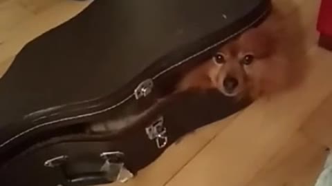 Dog laying down inside guitar case