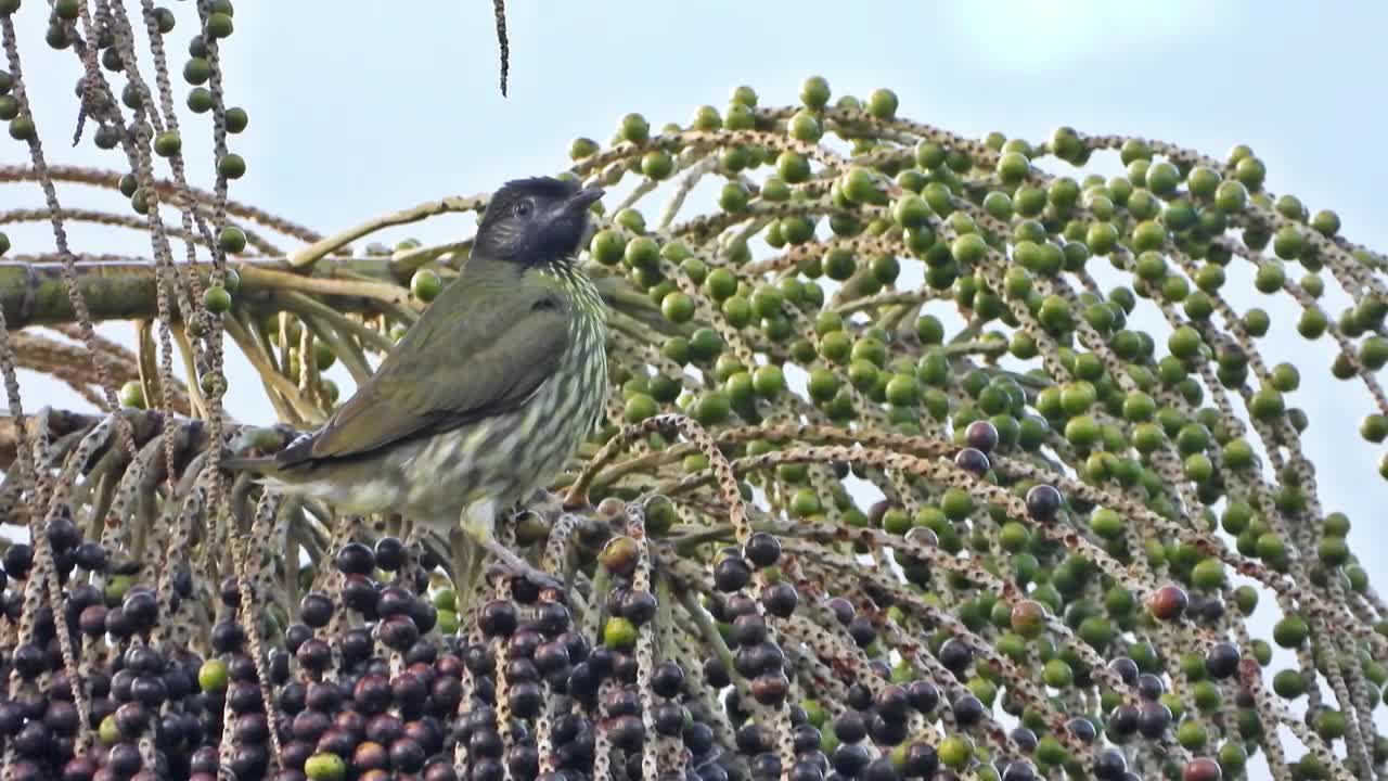 Aves da Mata Atlântica em 4K UHD
