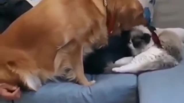 dog and cat funny momen