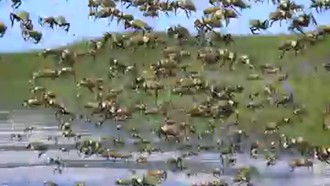 How To Survive A Swarm Of Bees 😱