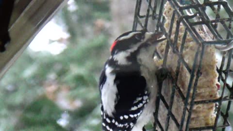 Downy Woodpecker