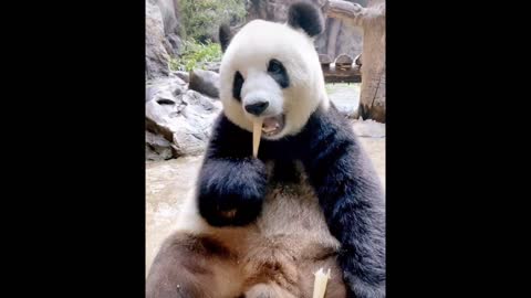 lovely pandas eat bamboo together