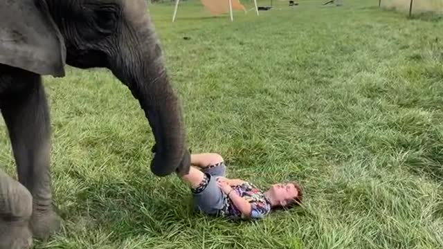Elephants that are friendly with small children
