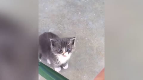 Funny Cats