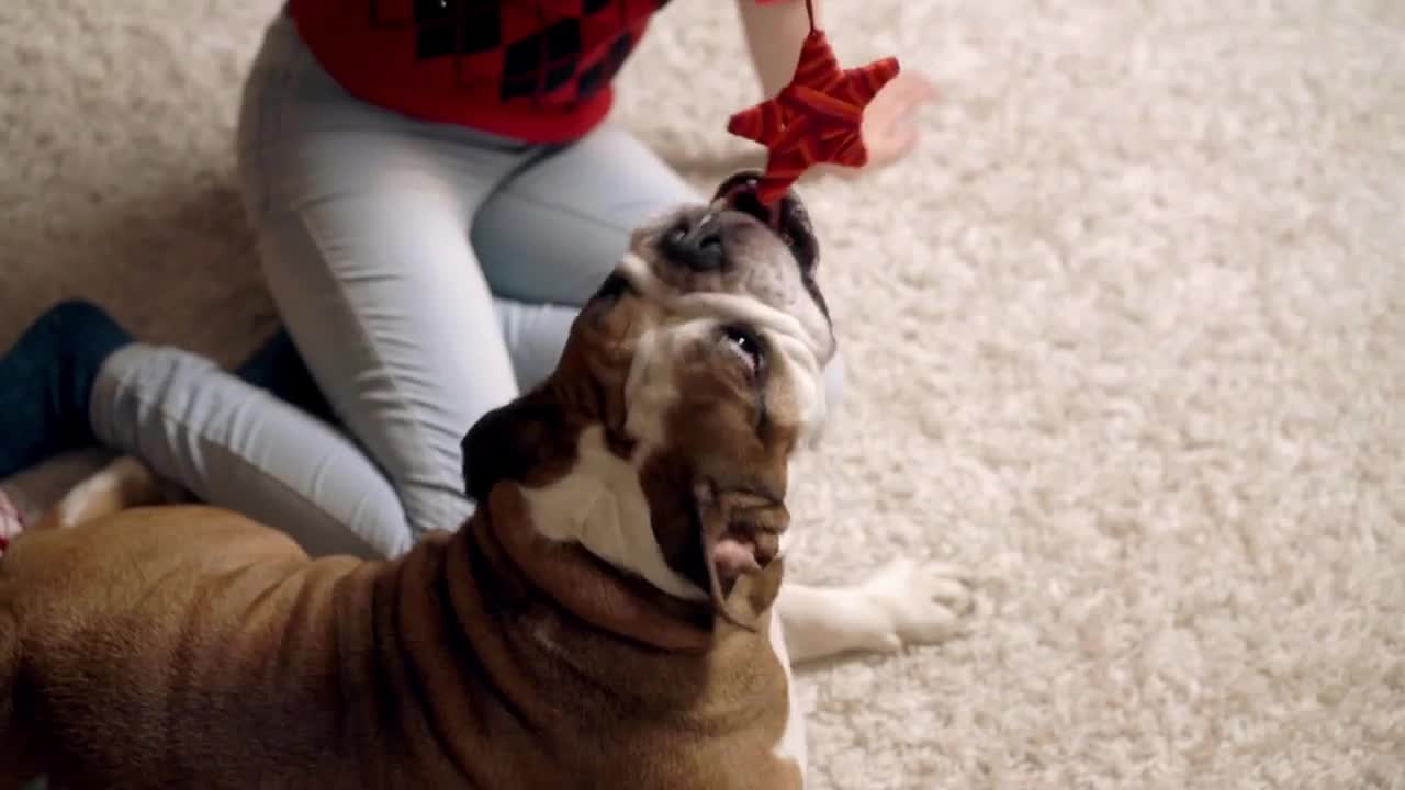 asian girl plays cute funny bulldog under christmas tree