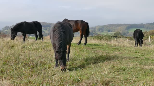 Beautiful horses in the field