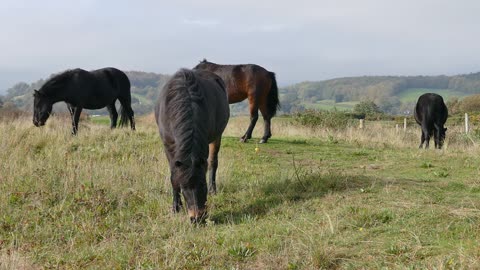Beautiful horses in the field