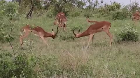 Impala_rams fighting🦌🦌