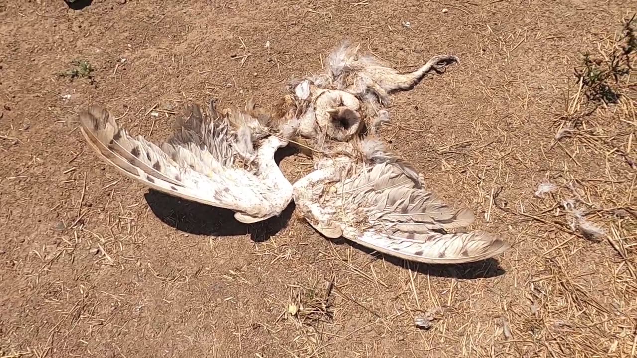 The owl attacked by the eagle was found dead