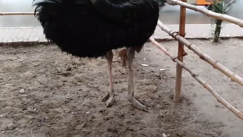 Ostrich is enjoying the rainy weather