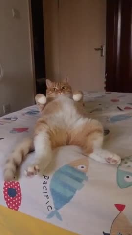 Cute cat whatsapp status/funny cat 🐱 what's app status#shorts