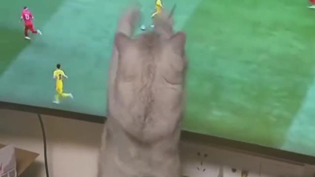 This is today's cute funny video