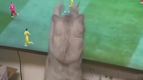 This is today's cute funny video