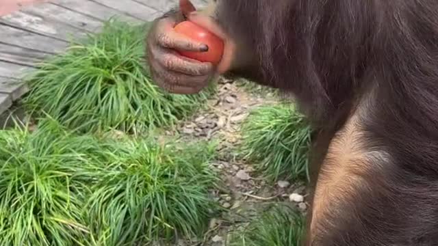 orangutans