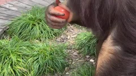 orangutans