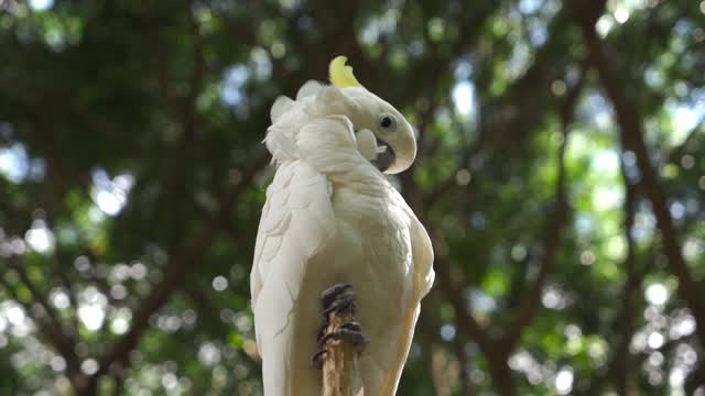 Cute parrots