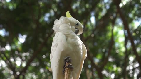 Cute parrots