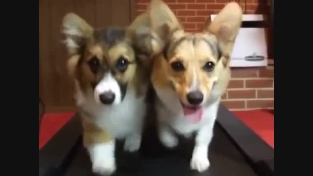 Cute New Funny Dogs Videos Compilation