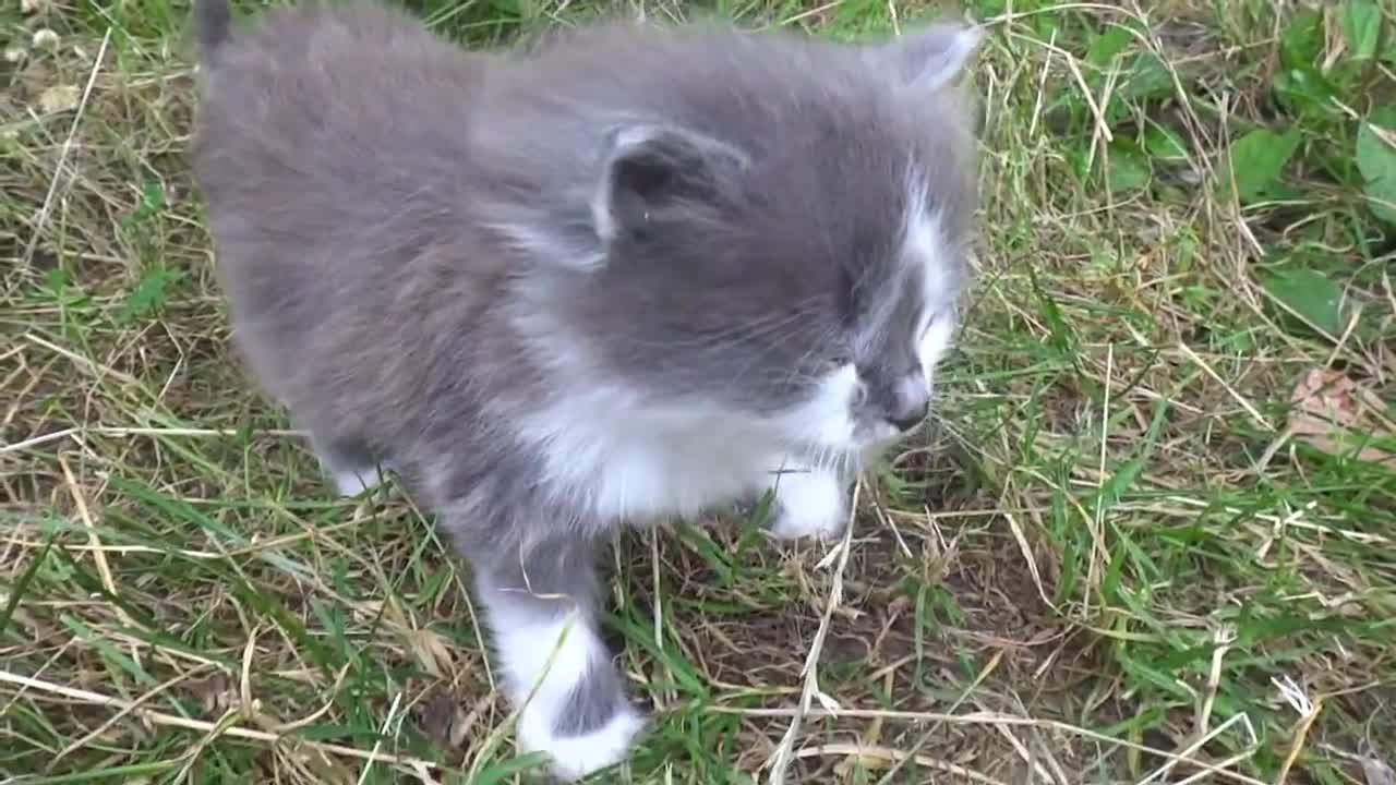 НАШЛИ НА УЛИЦЕ МИЛОГО КОТЁНКА И НАКОРМИЛИ КОЛБАСКОЙ.