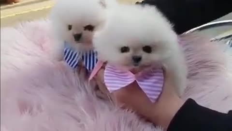 Baby Dogs Cute and Funny Dog, Cute Puppy