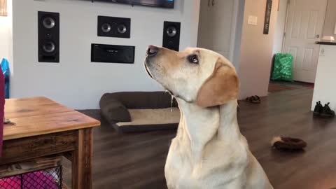 Hungry Dog Drools Over Cheese