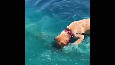 Cute and Funny Cat Dog