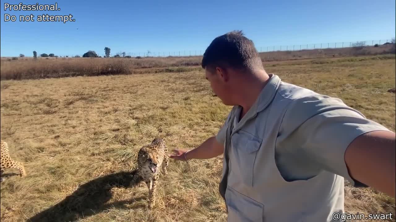 Dog Saves Baby Duck