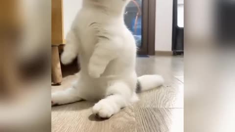 Funny cats try not to laugh