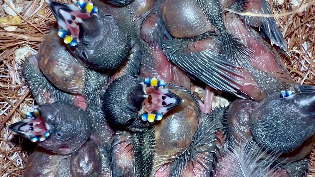 Clutch of Baby Gouldian Finches