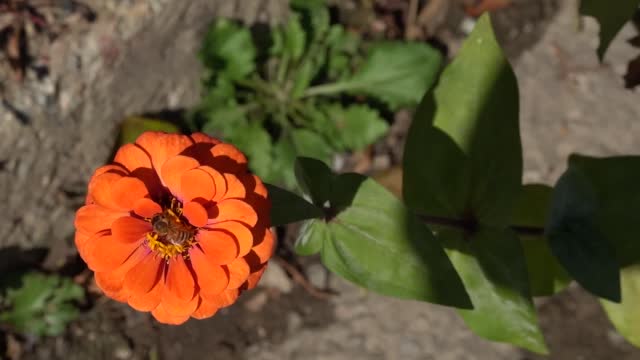 Flowers and bees swaying in the wind