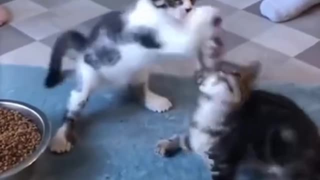 🤣 Funniest CATS - Funny Awesome CATS 😇 ➤ ➤Try Not To Laugh