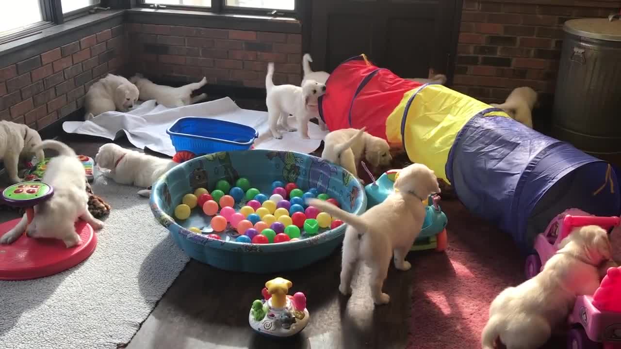 GoldWynns English Golden Retriever Puppies Playing