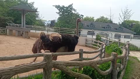 When ostriches are scared, they bury their heads in the sand!