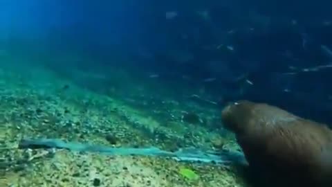 Really cool footage of a capybara running underwater.