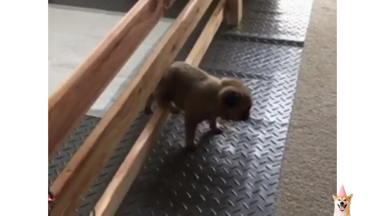 Pug dog barking