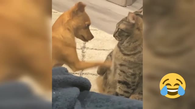 Dog messing with grumpy cat 🐶🐈🤣