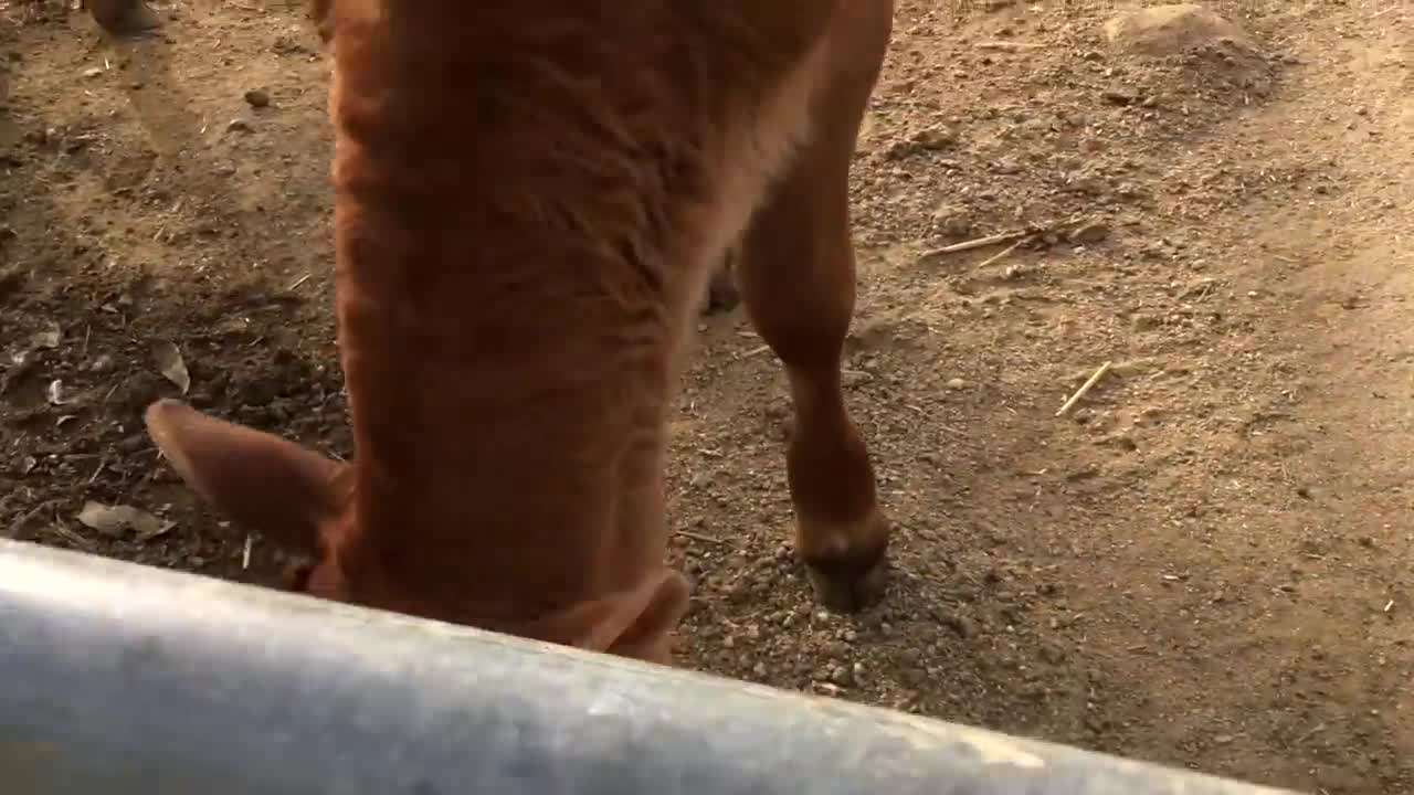 Cute cow baby