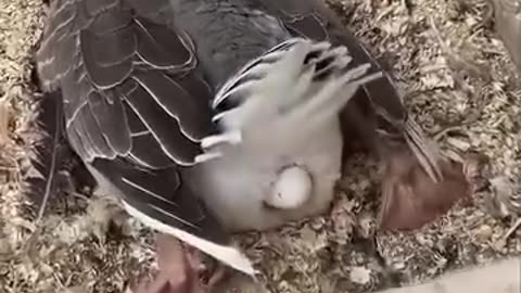 Laying duck eggs|تخم دادن مرغابی