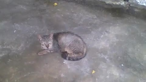 Lonely cat in the garage, he looks a little sad, but looks fine [Nature & Animals]