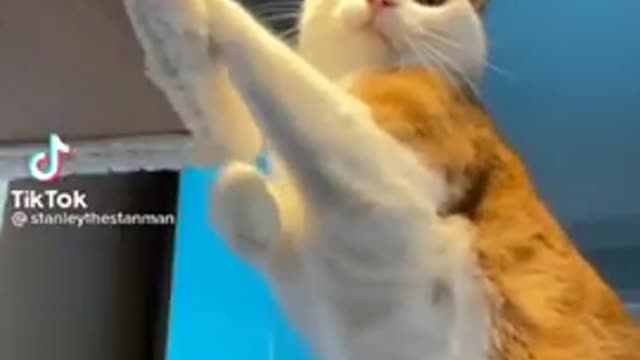 ❤️😹 Funniest Animals 😹 - Best Of The 2021 🙊❤️ Funny Animal Videos