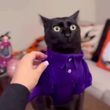 Funny_animals_2023😆_-_Funniest_Cats_and_Dogs_Video🐕🐈239_#shorts(1080p60)