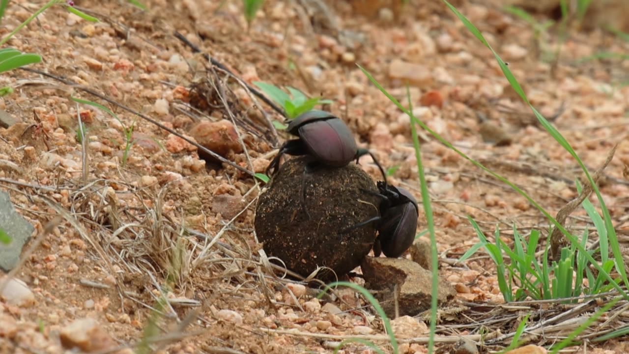 Dung Beetles at Kruger National Park