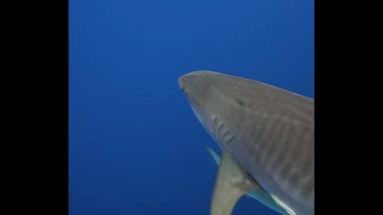 Two Tiger Sharks Coming At Me At Once