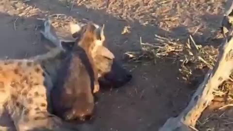 Hyena cub waking mom up while sleeping funny