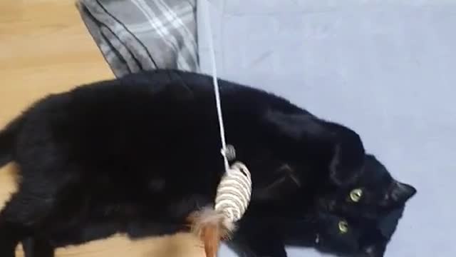 a cute fat cat