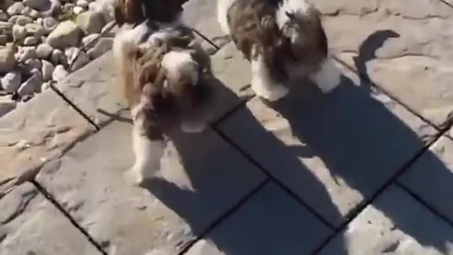 Puppies run with stick