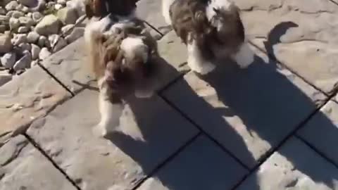 Puppies run with stick