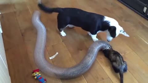 A funny dog playing with squirrels