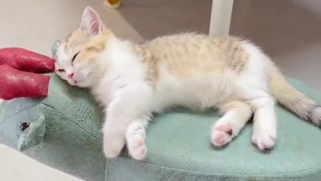 Can the kitten smell the fragrance when it is asleep? Let's test it today